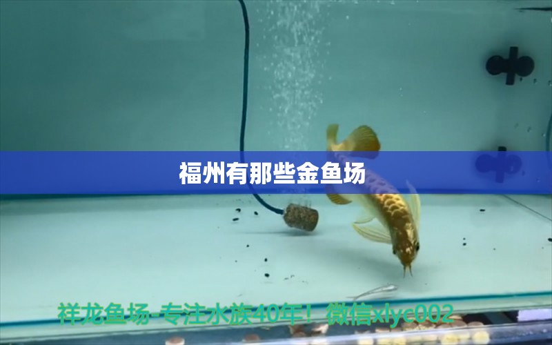 福州有那些金魚場 