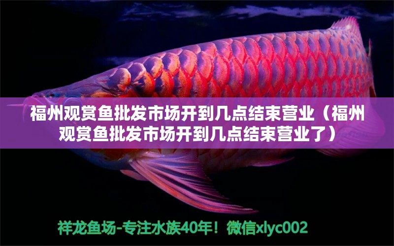 福州觀賞魚(yú)批發(fā)市場(chǎng)開(kāi)到幾點(diǎn)結(jié)束營(yíng)業(yè)（福州觀賞魚(yú)批發(fā)市場(chǎng)開(kāi)到幾點(diǎn)結(jié)束營(yíng)業(yè)了）