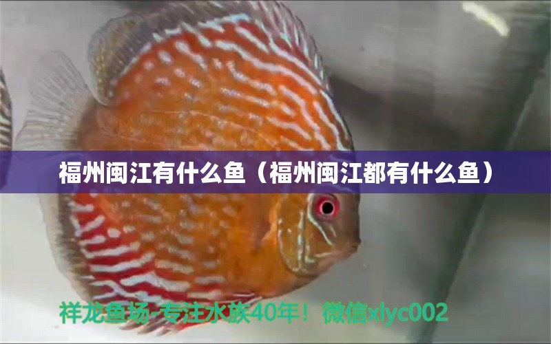 福州閩江有什么魚（福州閩江都有什么魚） 廣州水族批發(fā)市場 第1張