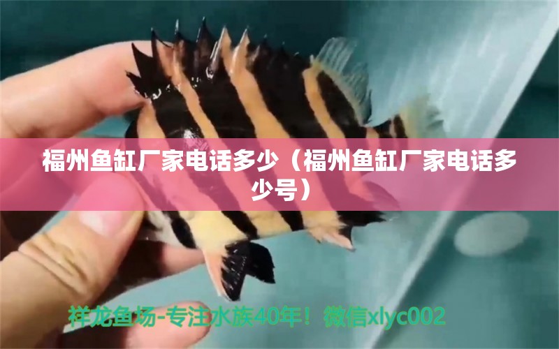 福州魚缸廠家電話多少（福州魚缸廠家電話多少號） 觀賞魚市場（混養(yǎng)魚）