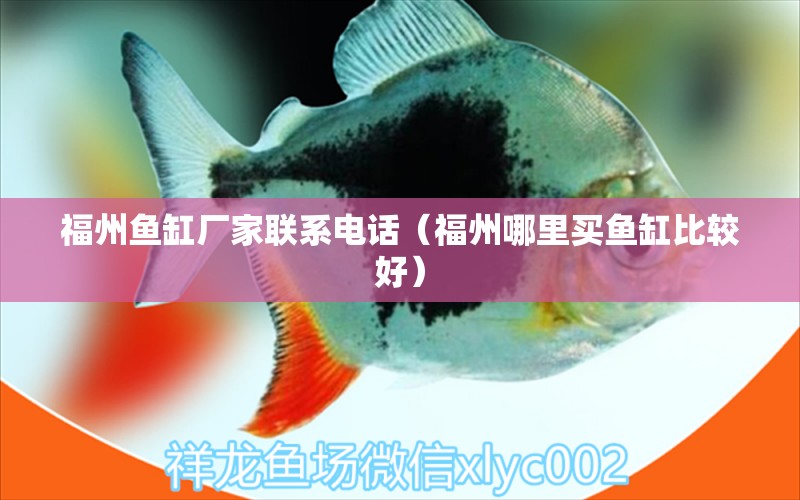 福州魚缸廠家聯(lián)系電話（福州哪里買魚缸比較好）