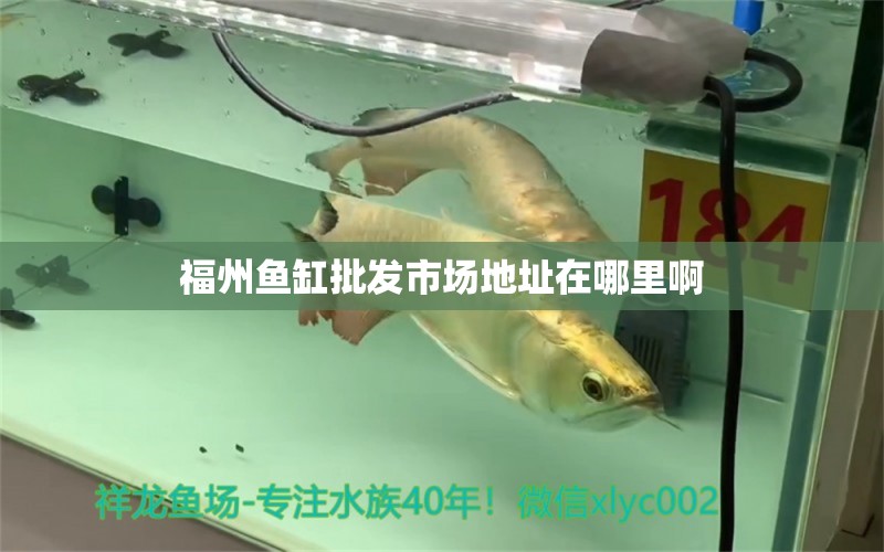 福州魚缸批發(fā)市場地址在哪里啊 祥龍魚場