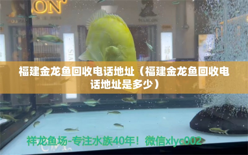 福建金龍魚回收電話地址（福建金龍魚回收電話地址是多少） 廣州觀賞魚批發(fā)市場