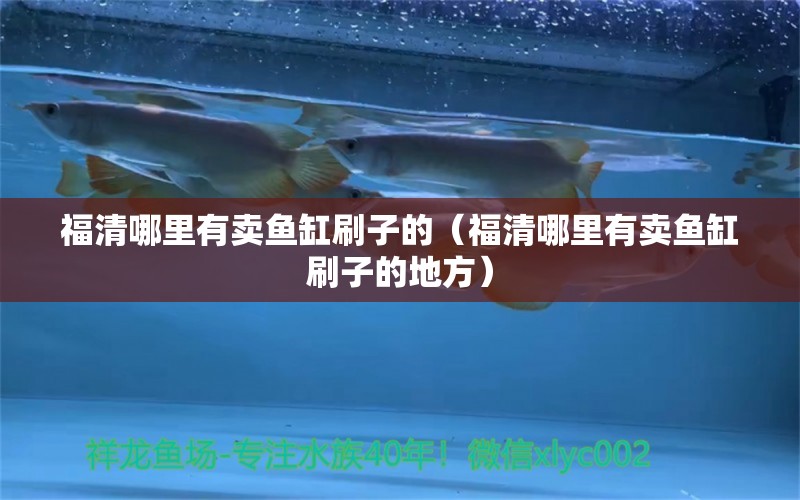 福清哪里有賣魚缸刷子的（福清哪里有賣魚缸刷子的地方） 觀賞魚市場（混養(yǎng)魚）