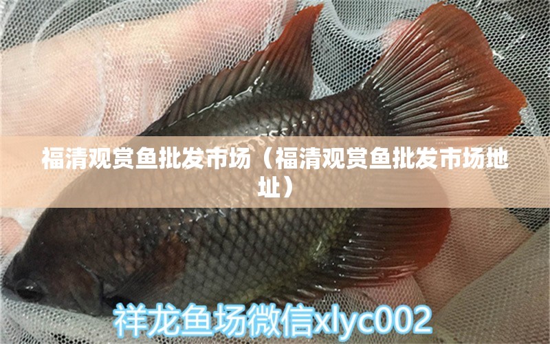 福清觀賞魚批發(fā)市場（福清觀賞魚批發(fā)市場地址） 觀賞魚批發(fā)