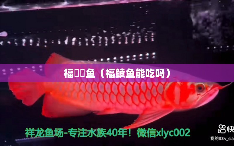 福魟魟魚（福鲼魚能吃嗎） 福魟魟魚