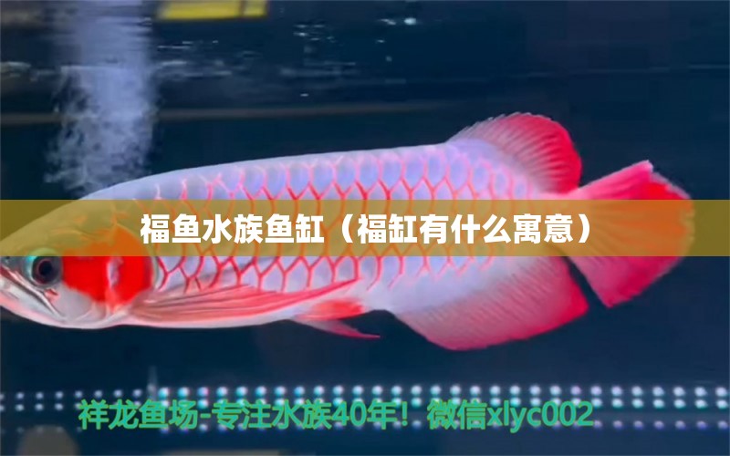 福魚水族魚缸（福缸有什么寓意）