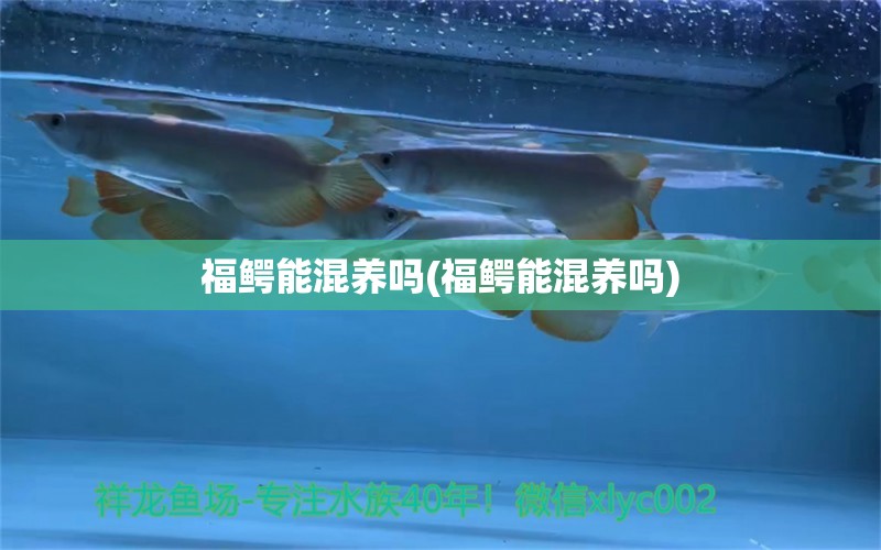 福鱷能混養(yǎng)嗎(福鱷能混養(yǎng)嗎) 大嘴鯨魚