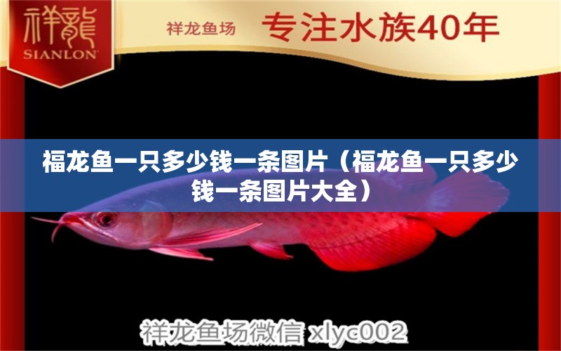 福龍魚一只多少錢一條圖片（福龍魚一只多少錢一條圖片大全）