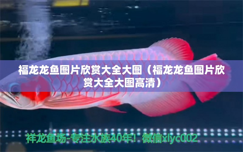 福龍龍魚圖片欣賞大全大圖（福龍龍魚圖片欣賞大全大圖高清）