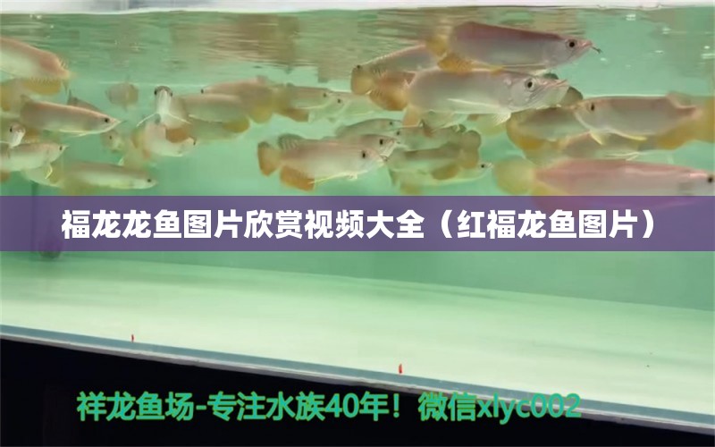 福龍龍魚圖片欣賞視頻大全（紅福龍魚圖片） 紅白錦鯉魚 第1張