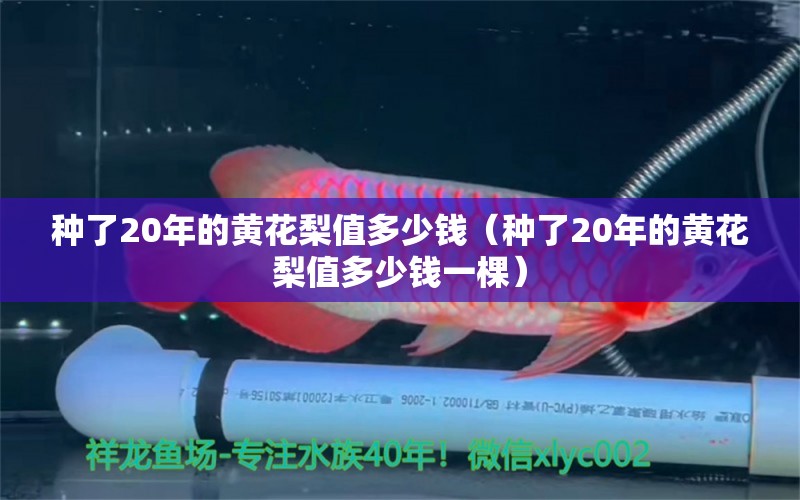 種了20年的黃花梨值多少錢(qián)（種了20年的黃花梨值多少錢(qián)一棵） 文玩