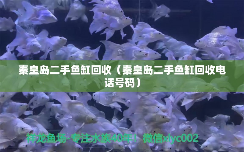 秦皇島二手魚缸回收（秦皇島二手魚缸回收電話號(hào)碼） 祥龍藍(lán)珀金龍魚