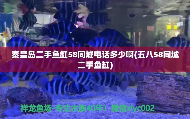 秦皇島二手魚(yú)缸58同城電話(huà)多少啊(五八58同城二手魚(yú)缸) 水草