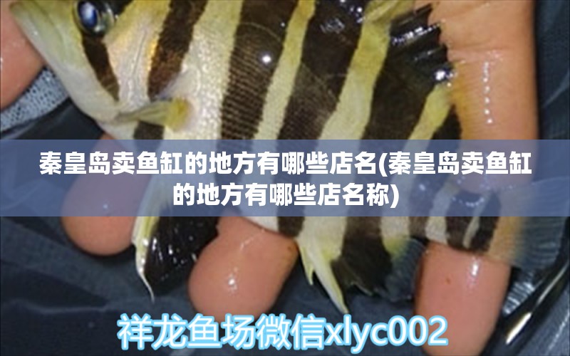 秦皇島賣魚缸的地方有哪些店名(秦皇島賣魚缸的地方有哪些店名稱) 女王大帆魚