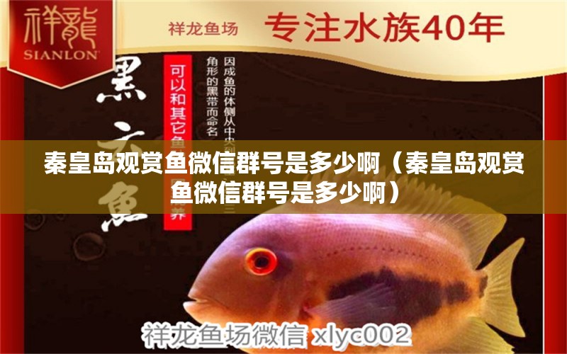 秦皇島觀賞魚微信群號是多少?。ㄇ鼗蕧u觀賞魚微信群號是多少?。?其他品牌魚缸