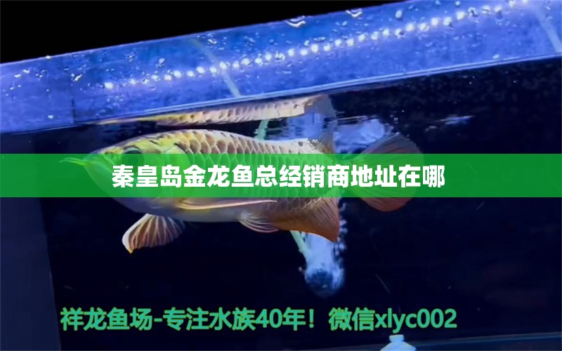 秦皇島金龍魚(yú)總經(jīng)銷商地址在哪 