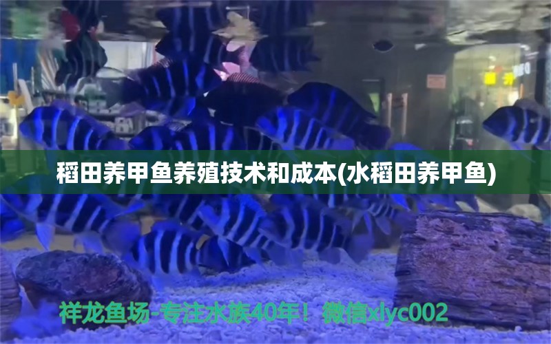 稻田養(yǎng)甲魚(yú)養(yǎng)殖技術(shù)和成本(水稻田養(yǎng)甲魚(yú)) 撒旦鴨嘴魚(yú)