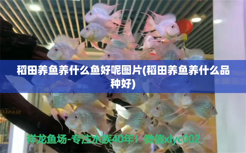 稻田養(yǎng)魚養(yǎng)什么魚好呢圖片(稻田養(yǎng)魚養(yǎng)什么品種好) 銀龍魚