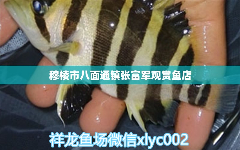 穆棱市八面通鎮(zhèn)張富軍觀賞魚(yú)店 全國(guó)水族館企業(yè)名錄