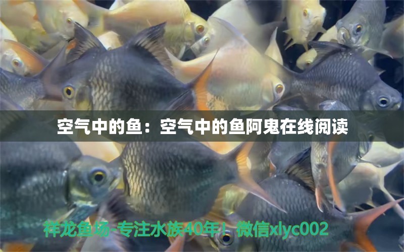 空氣中的魚(yú)：空氣中的魚(yú)阿鬼在線閱讀