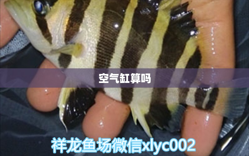 空氣缸算嗎 白子紅龍魚