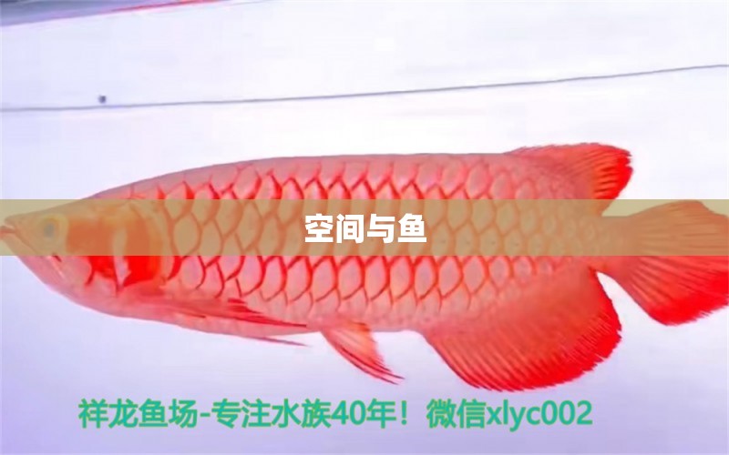 空間與魚 觀賞魚論壇 第2張