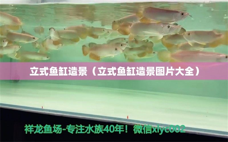 立式魚(yú)缸造景（立式魚(yú)缸造景圖片大全） 飛鳳魚(yú)苗