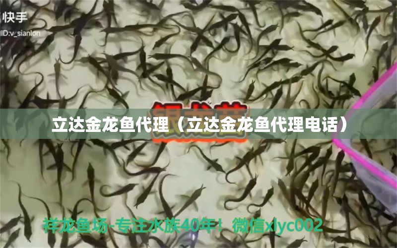 立達金龍魚代理（立達金龍魚代理電話） 立達金龍魚