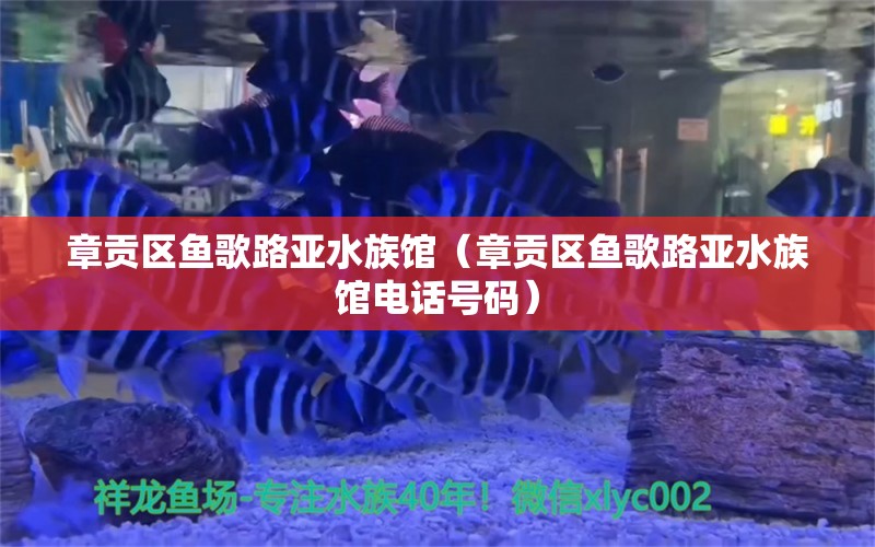 章貢區(qū)魚(yú)歌路亞水族館（章貢區(qū)魚(yú)歌路亞水族館電話號(hào)碼）