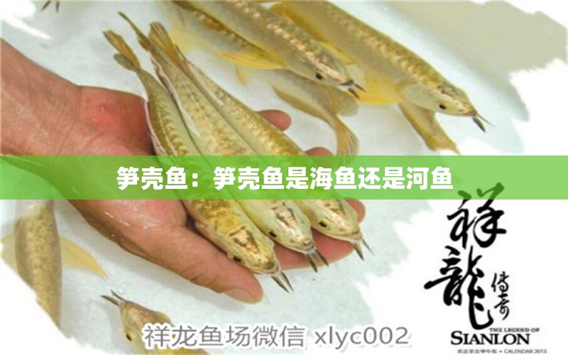 筍殼魚：筍殼魚是海魚還是河魚