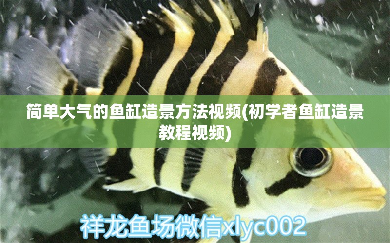 簡單大氣的魚缸造景方法視頻(初學者魚缸造景教程視頻)