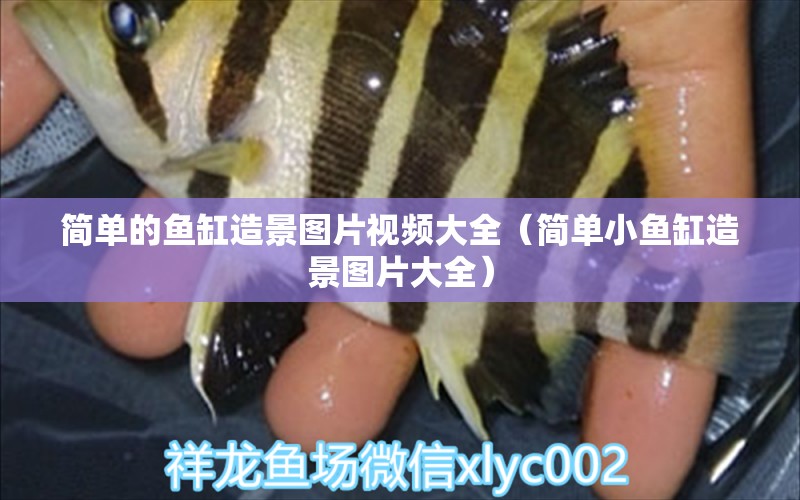 簡單的魚缸造景圖片視頻大全（簡單小魚缸造景圖片大全）