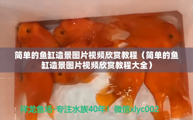 簡單的魚缸造景圖片視頻欣賞教程（簡單的魚缸造景圖片視頻欣賞教程大全） 馬拉莫寶石魚苗