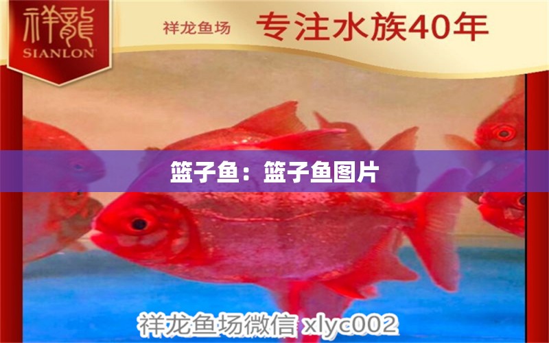 籃子魚：籃子魚圖片 祥龍魚場