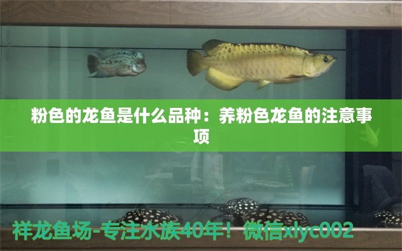 粉色的龍魚是什么品種：養(yǎng)粉色龍魚的注意事項(xiàng) 水族問答 第1張