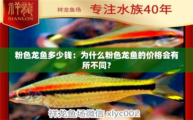 粉色龍魚多少錢：為什么粉色龍魚的價(jià)格會(huì)有所不同？ 水族問答 第2張