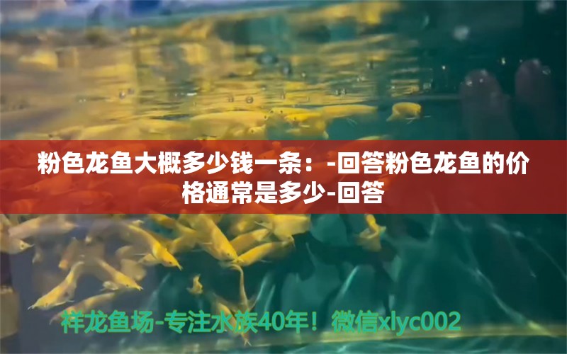 粉色龍魚大概多少錢一條：-回答粉色龍魚的價格通常是多少-回答 水族問答 第1張