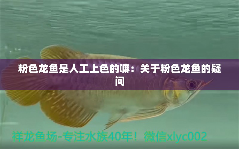 粉色龍魚是人工上色的嘛：關(guān)于粉色龍魚的疑問 水族問答 第1張