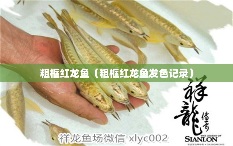 粗框紅龍魚(yú)（粗框紅龍魚(yú)發(fā)色記錄）