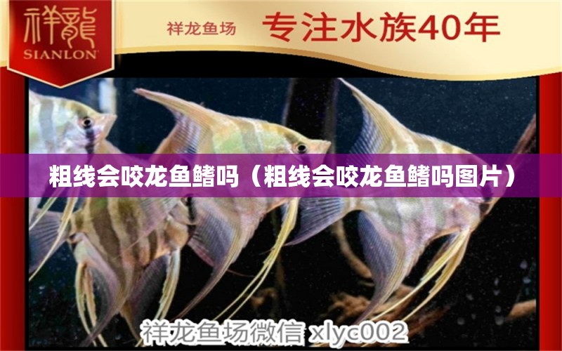 粗線會(huì)咬龍魚(yú)鰭嗎（粗線會(huì)咬龍魚(yú)鰭嗎圖片） 黃金鴨嘴魚(yú)