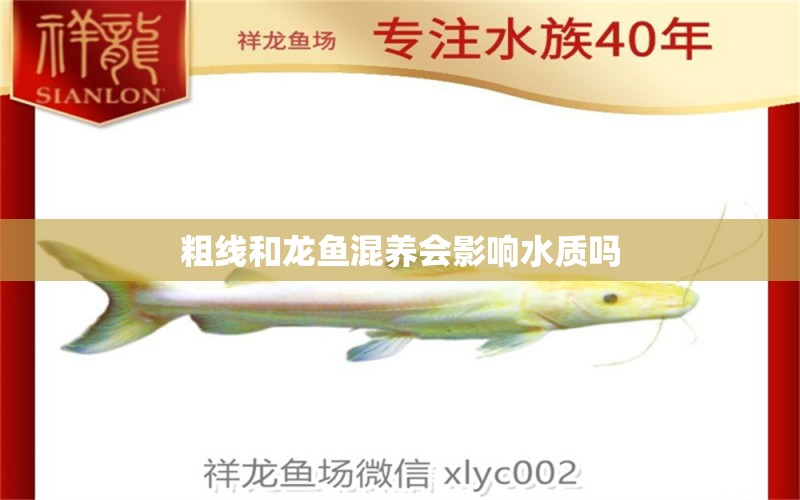 粗線和龍魚混養(yǎng)會影響水質(zhì)嗎 祥龍魚場