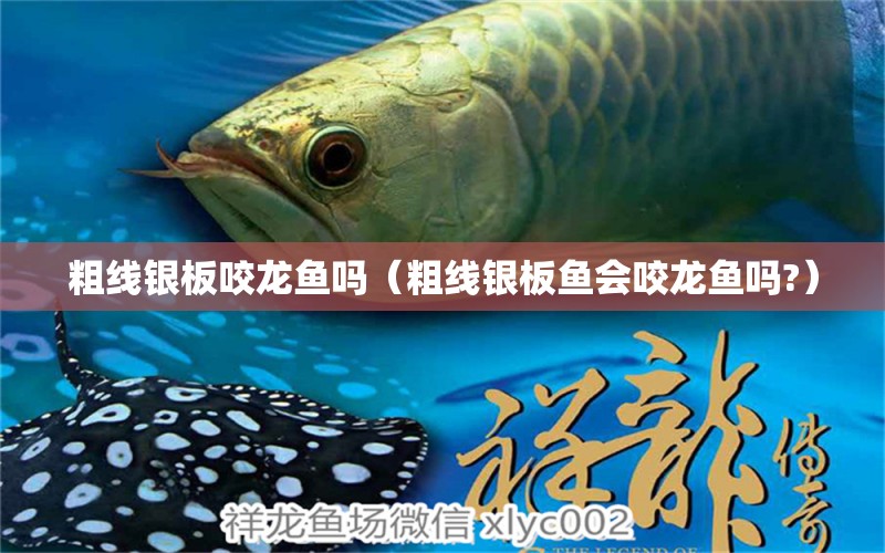 粗線銀板咬龍魚嗎（粗線銀板魚會咬龍魚嗎?）