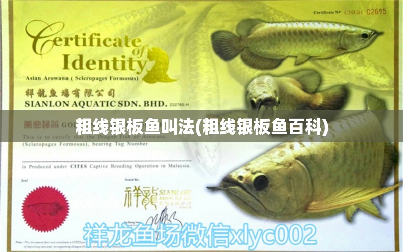 粗線銀板魚(yú)叫法(粗線銀板魚(yú)百科) 硝化細(xì)菌