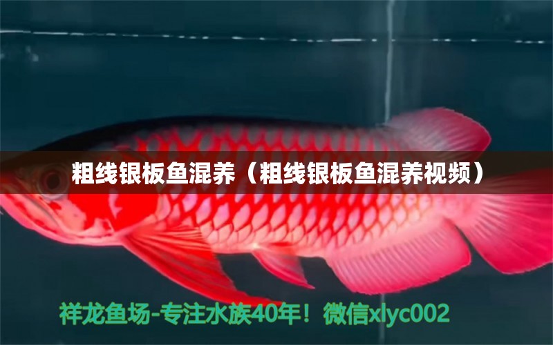 粗線銀板魚混養(yǎng)（粗線銀板魚混養(yǎng)視頻）