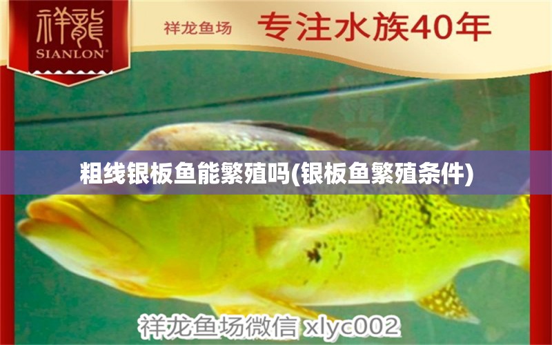 粗線銀板魚能繁殖嗎(銀板魚繁殖條件) B級過背金龍魚