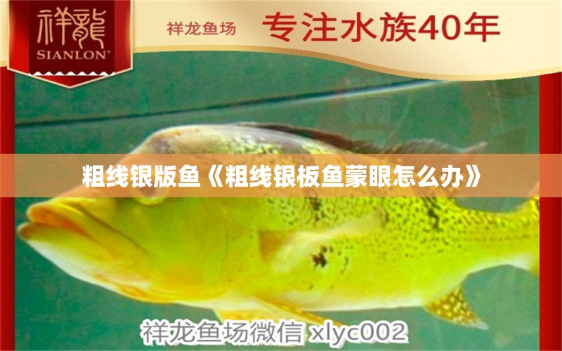 粗線銀版魚《粗線銀板魚蒙眼怎么辦》 粗線銀版魚