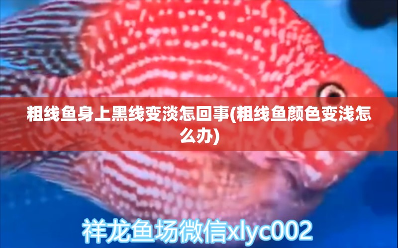 粗線魚身上黑線變淡怎回事(粗線魚顏色變淺怎么辦) 杰西卡恐龍魚