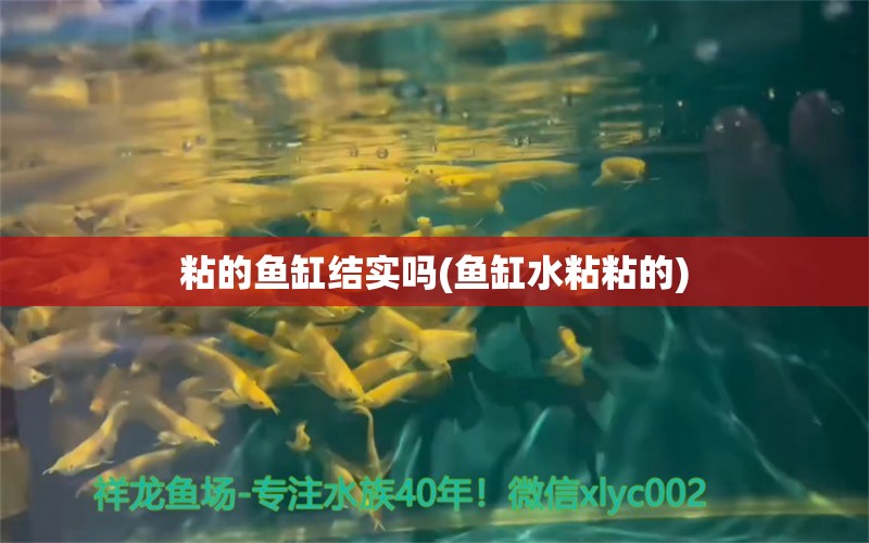 粘的魚缸結實嗎(魚缸水粘粘的)