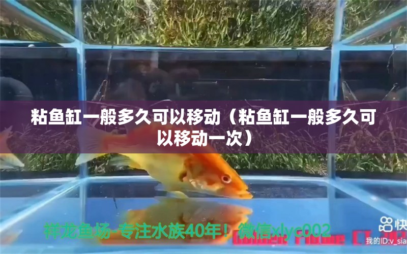 粘魚缸一般多久可以移動（粘魚缸一般多久可以移動一次）